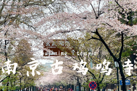 小铁寄存柜驻樱花大道 为鸡鸣寺添便民暖意